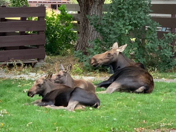 Jackson Hole Wy Home 1005351