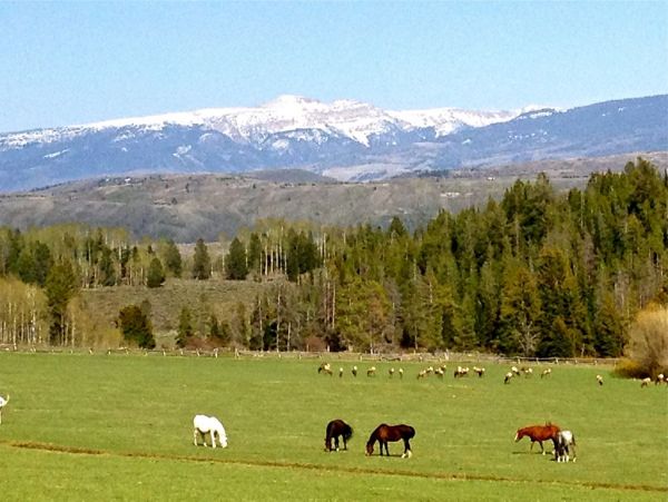 Jackson Hole Wy Home 1005352