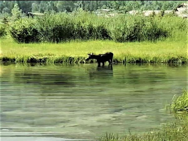 Jackson Hole Wy Home 1005353