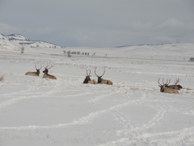 Jackson Hole Wy Home 1005364