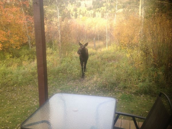 Jackson Hole Wy Home 1005491