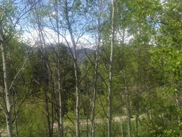Jackson Hole Wy Home 1005500