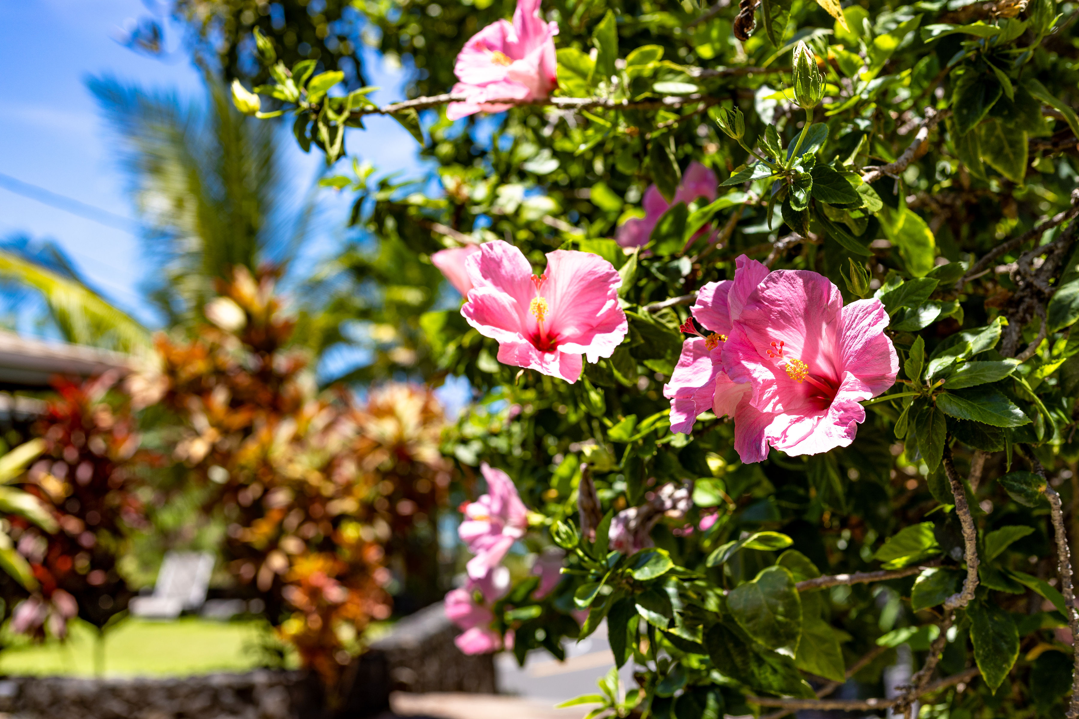 Kailua Kona Home 1005593