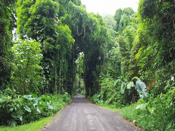 Hilo District Home 1005649