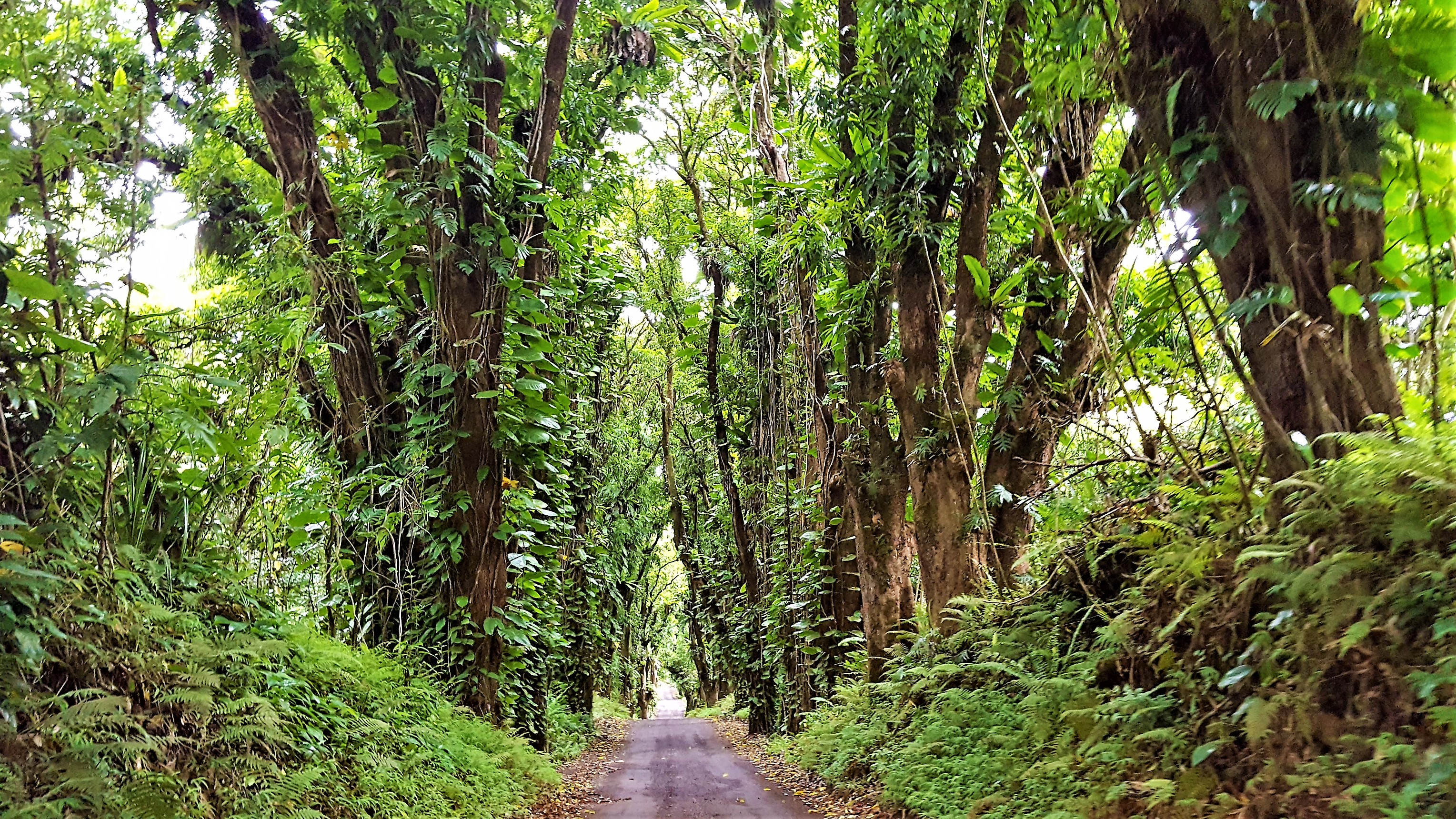 Hilo District Home 1005654
