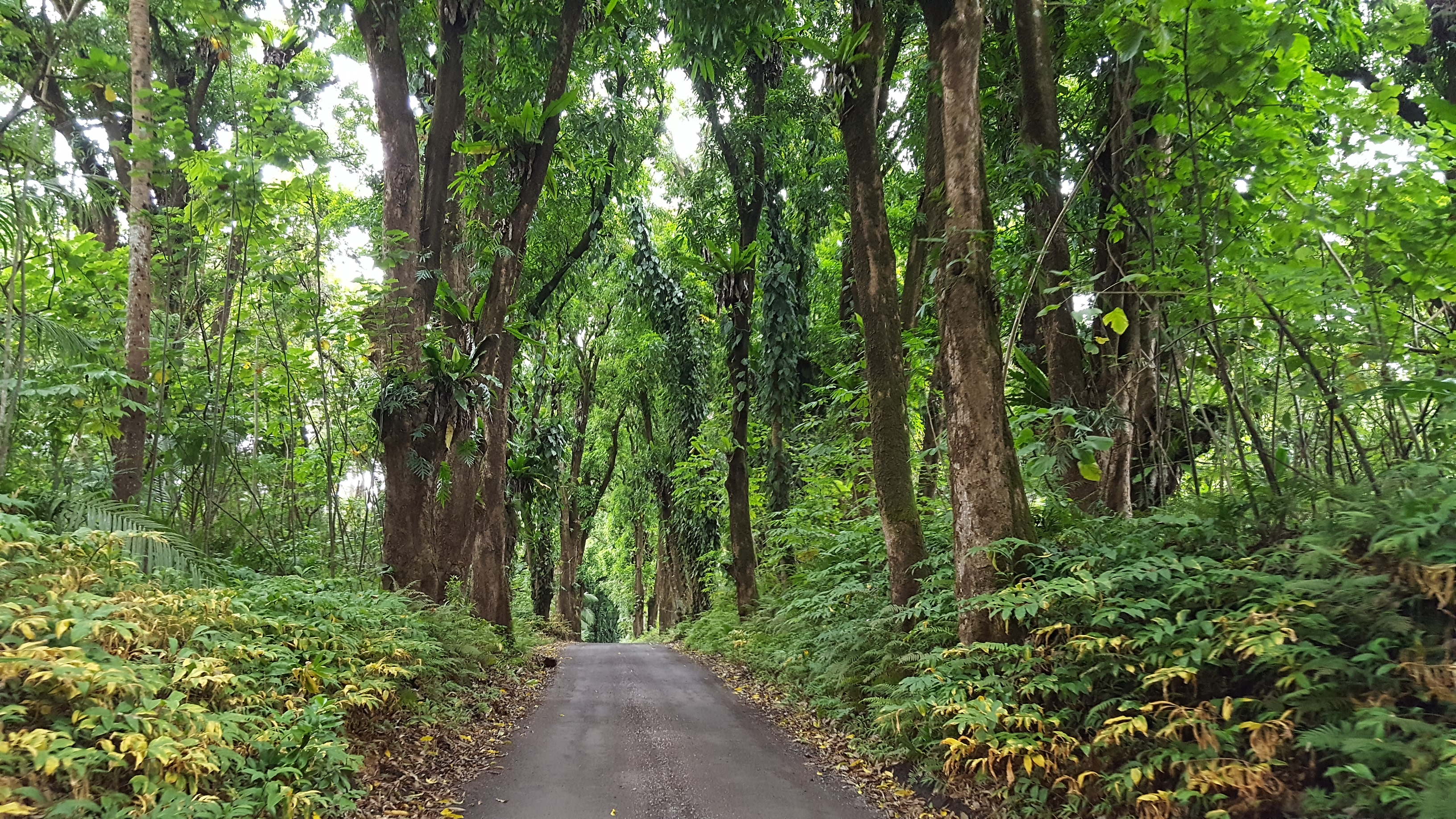 Puna District Home 1005715