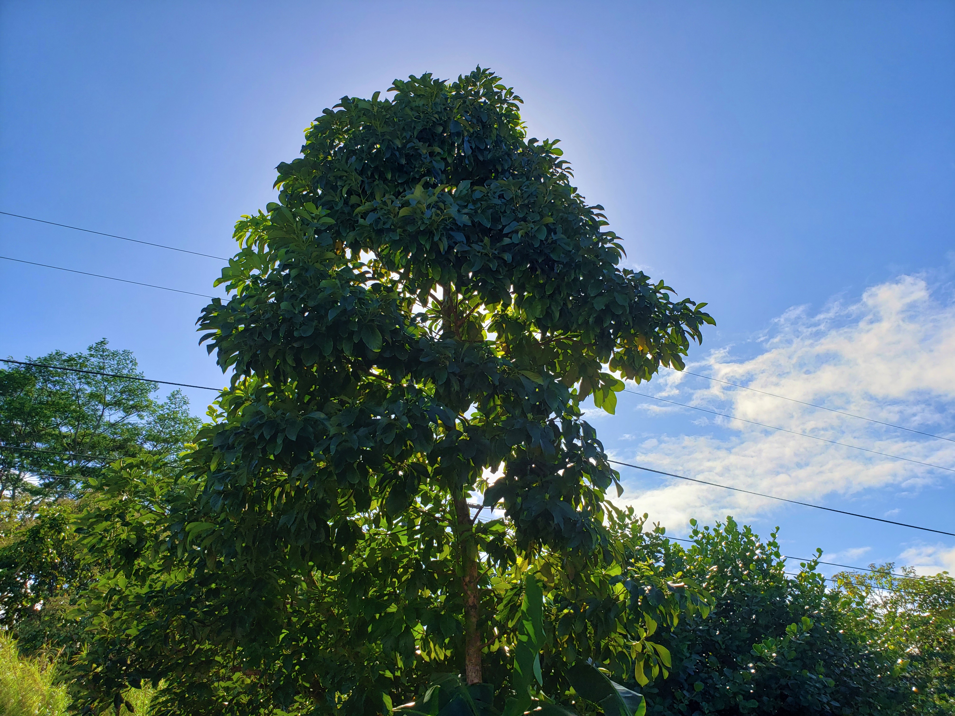 Puna District Home 1005718