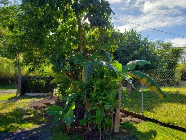 Puna District Home 1005718