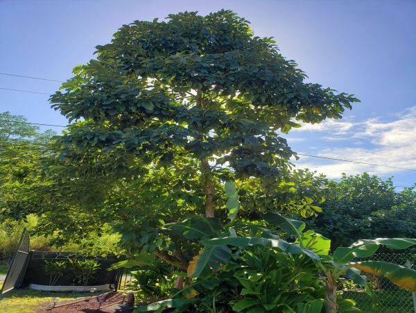 Puna District Home 1005718