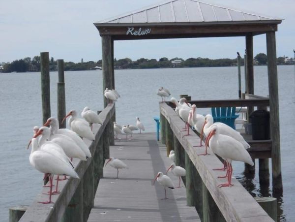 One Bedroom Vacation Condo in Manasota Key Sleeps 4