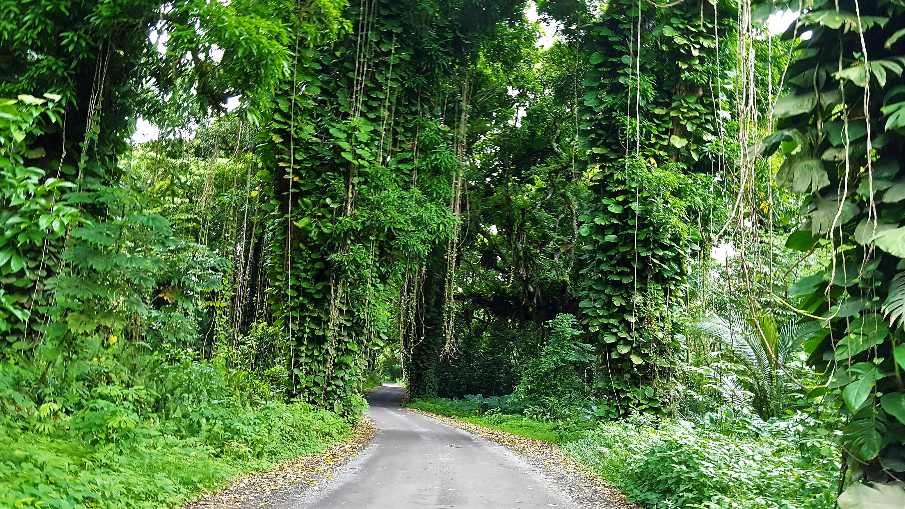 Puna District Home 1005725