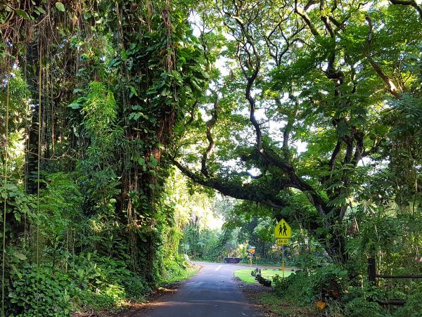 Puna District Home 1005729
