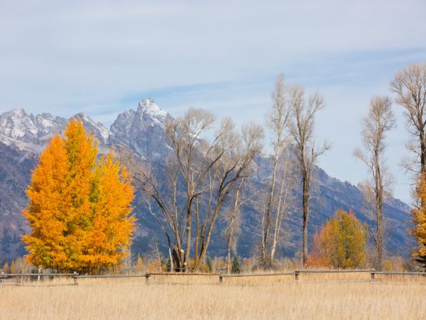 Jackson Hole Wy Home 1006363