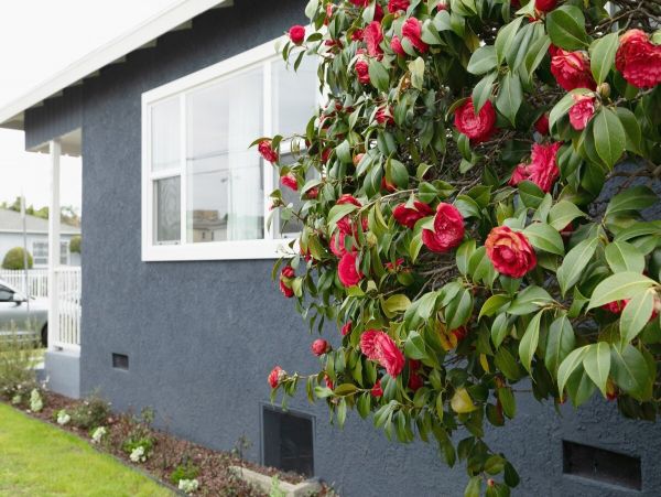 Los Angeles Home 1006690