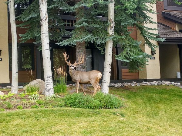 Vail Lionshead Home 1007458