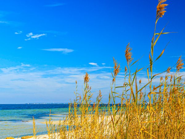 Beaches Of South Walton Condo 1007734