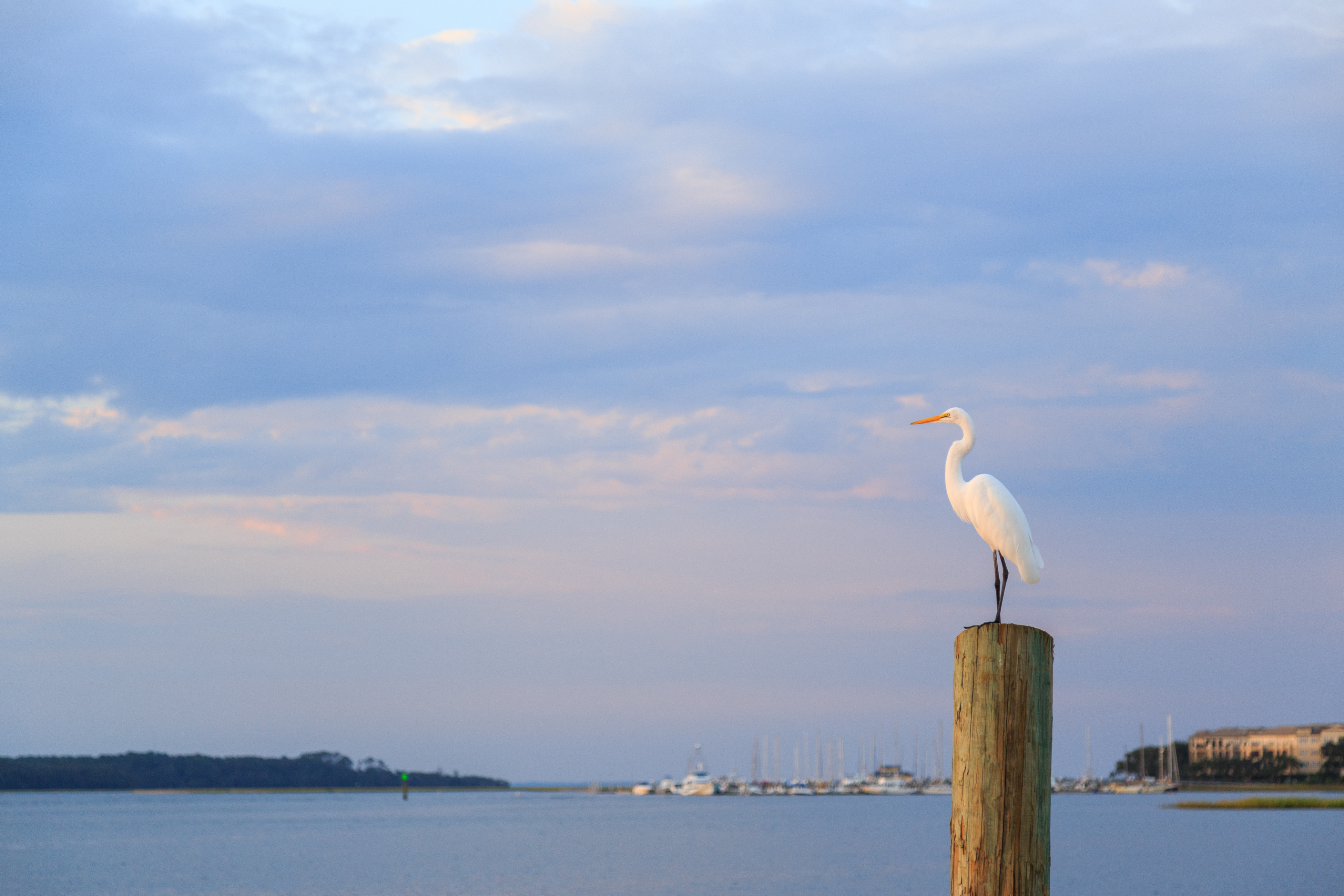 Hilton Head Condo 1008447