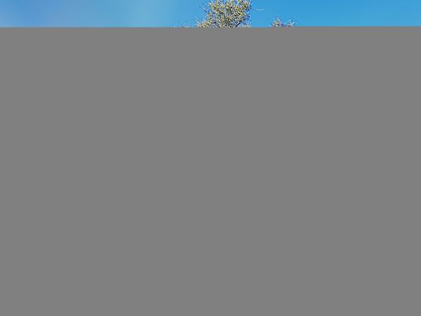 Hilton Head Condo 1008549