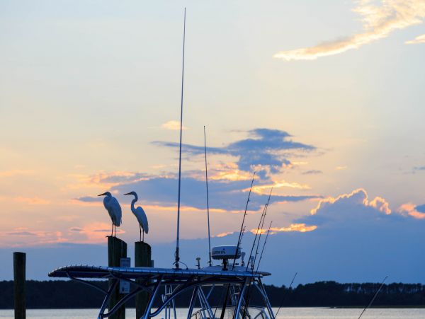 Hilton Head Condo 1008569