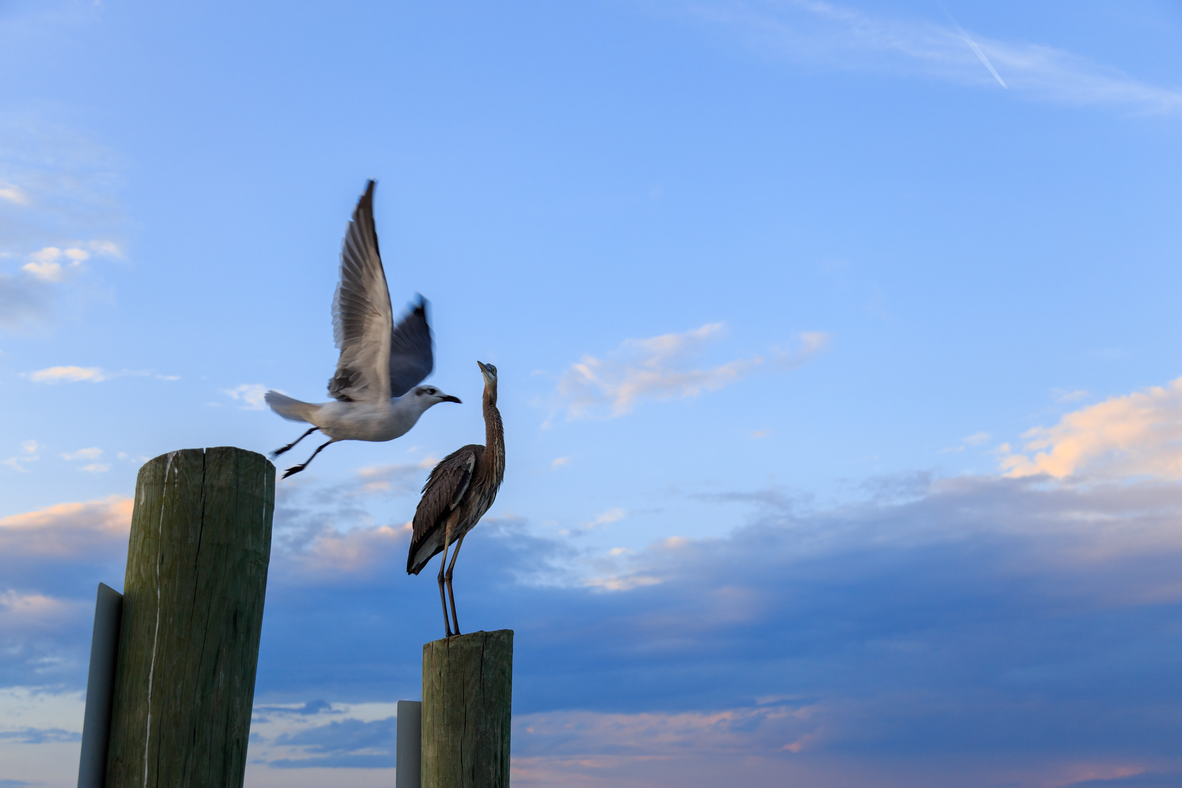 Hilton Head Condo 1008571