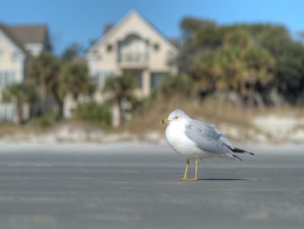 Hilton Head Condo 1008596