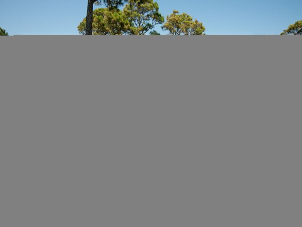 Hilton Head Condo 1008622
