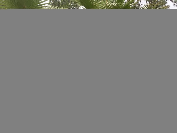 Hilton Head Condo 1008649