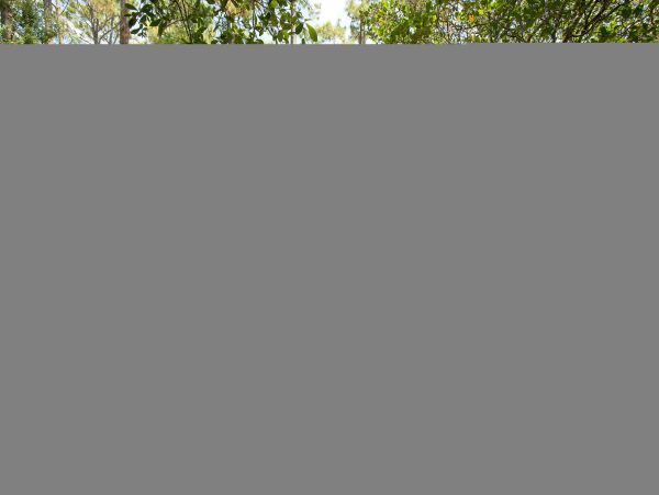 Hilton Head Condo 1008671