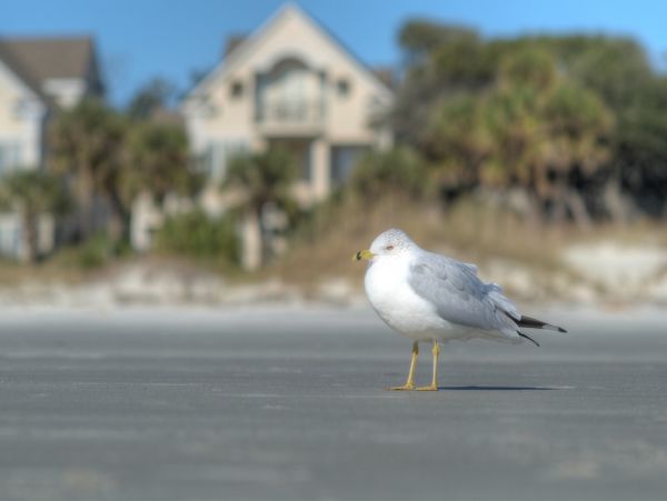 Hilton Head Condo 1008749