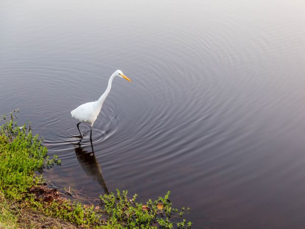 Hilton Head Condo 1008794