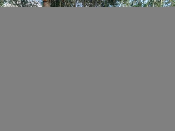Hilton Head Condo 1008907