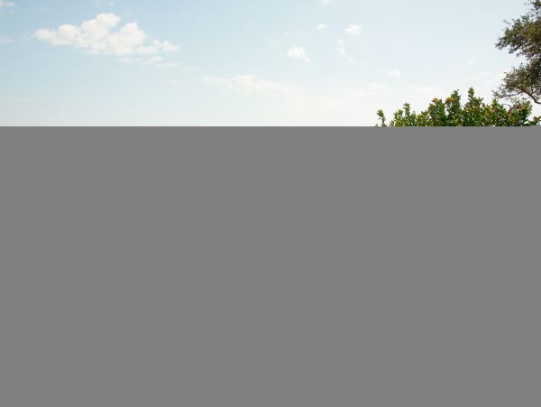 Hilton Head Condo 1008954