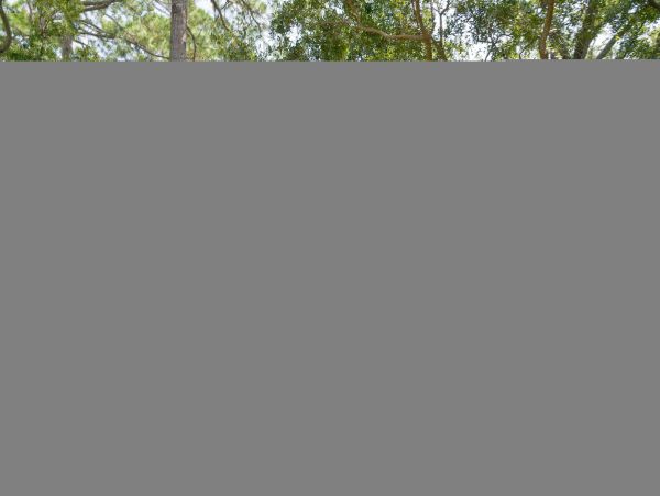 Hilton Head Condo 1008954