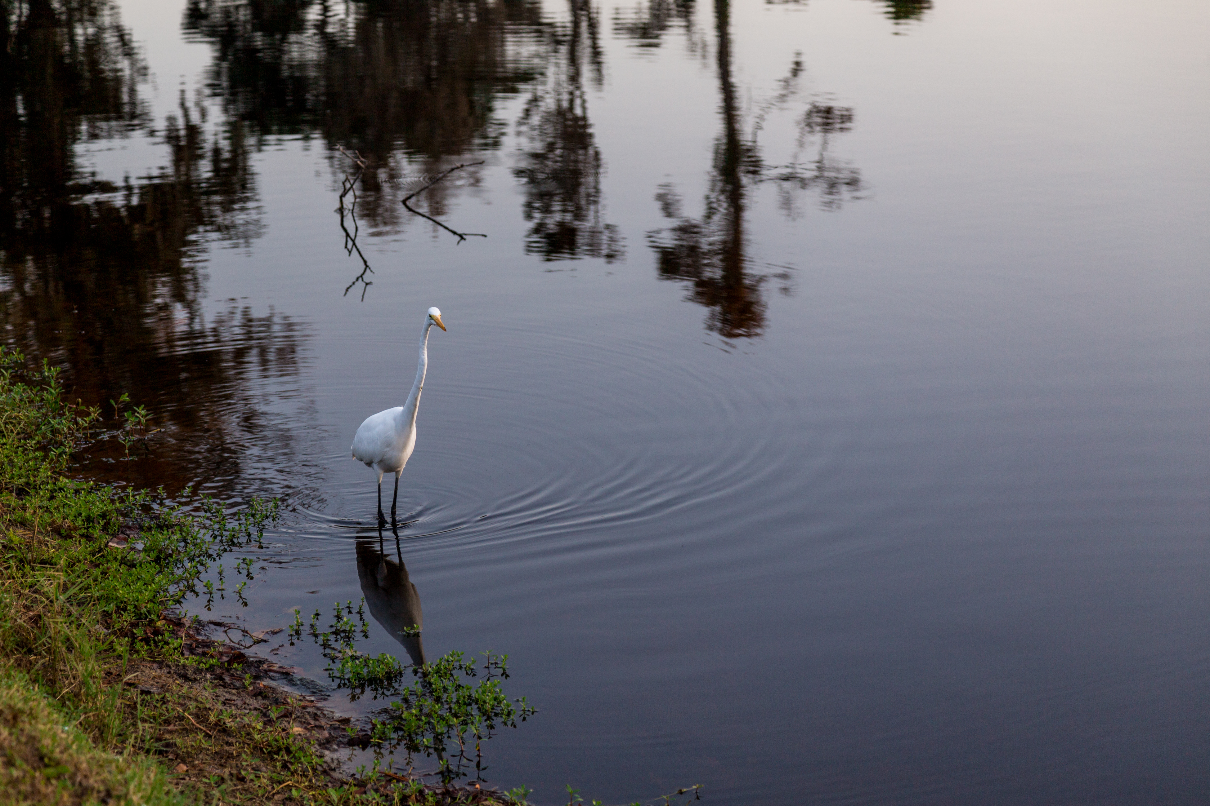 Hilton Head Condo 1008958