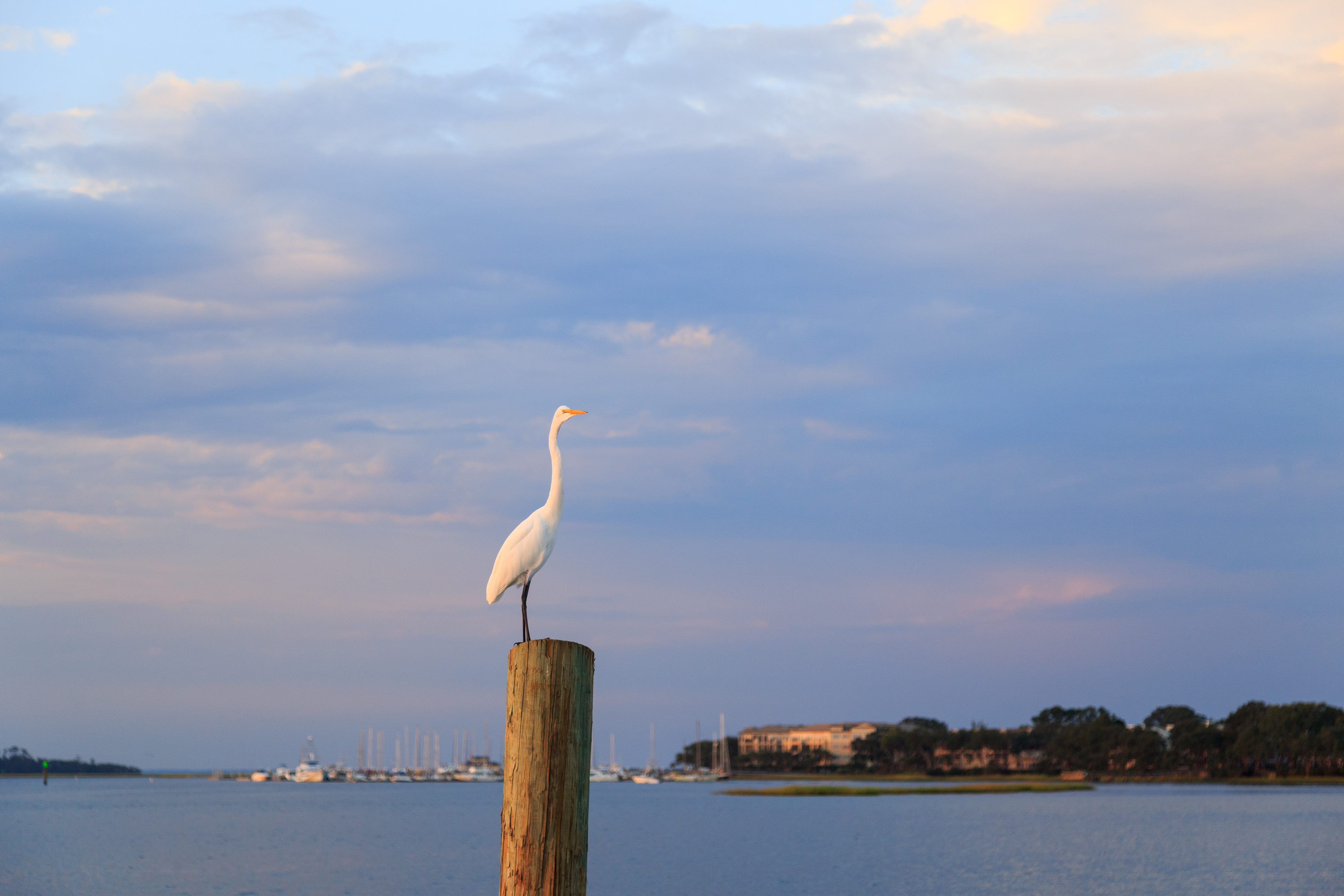 Hilton Head Condo 1009143