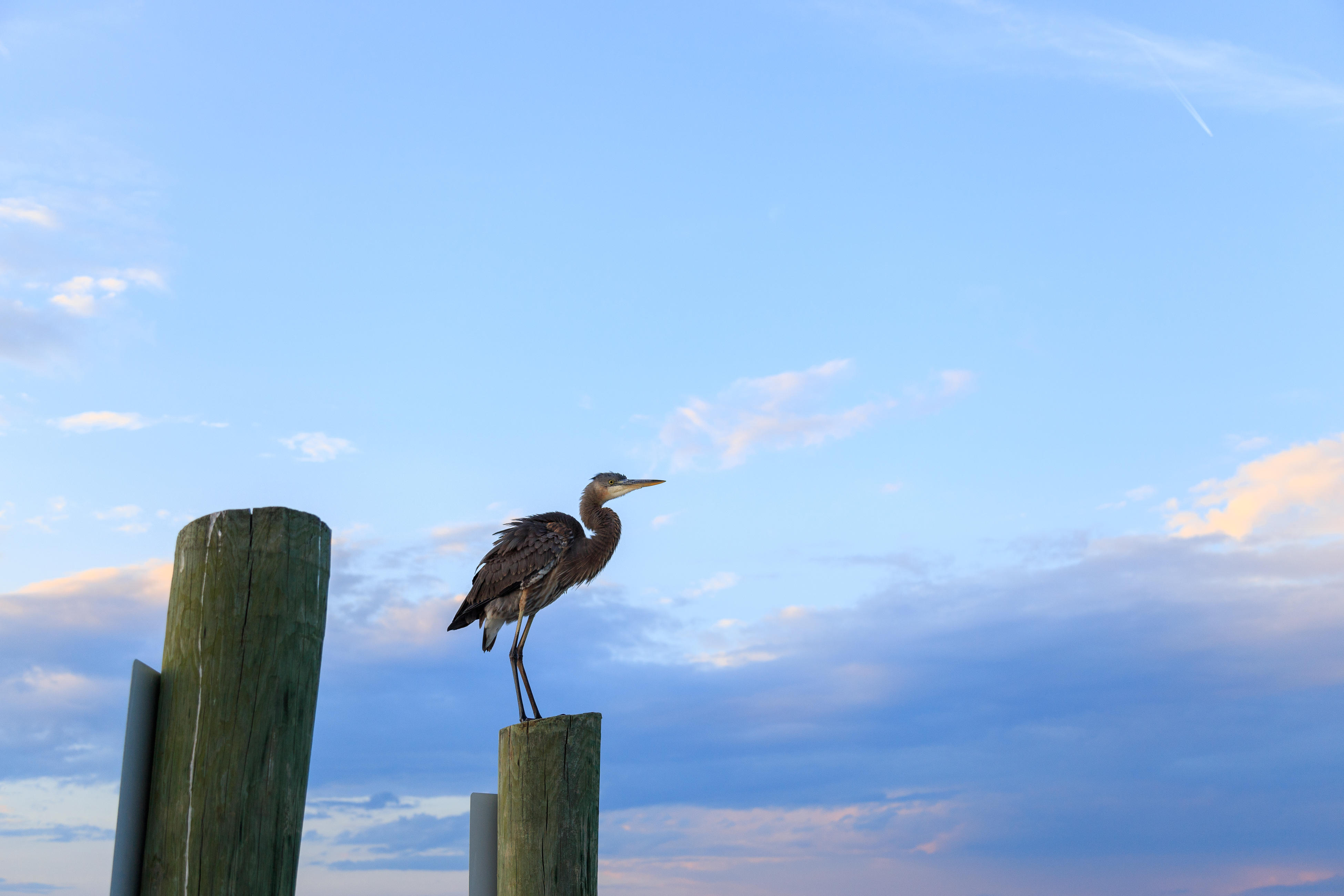 Hilton Head Condo 1009154