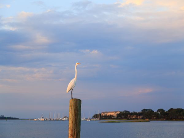 Hilton Head Condo 1009357