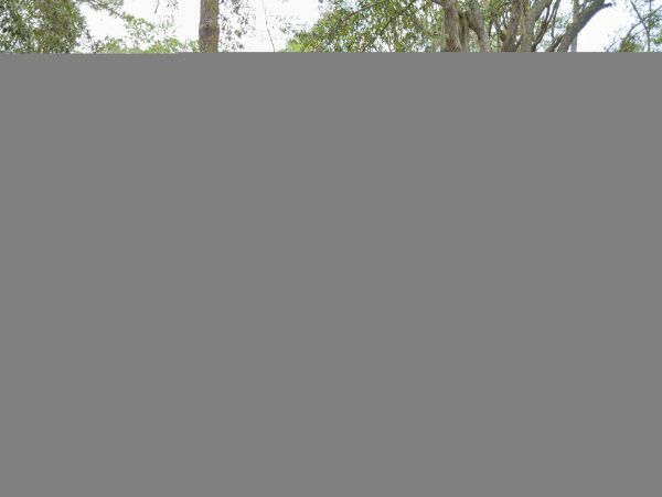 Hilton Head Home 1009380