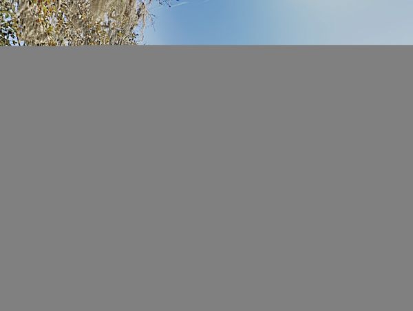 Hilton Head Condo 1009384