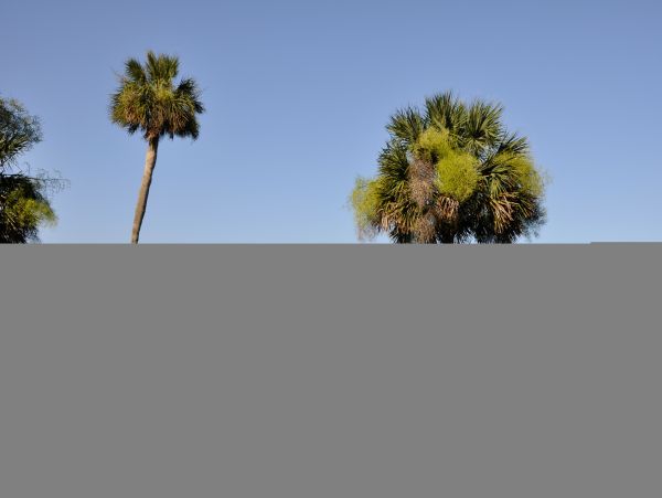 Hilton Head Condo 1009384