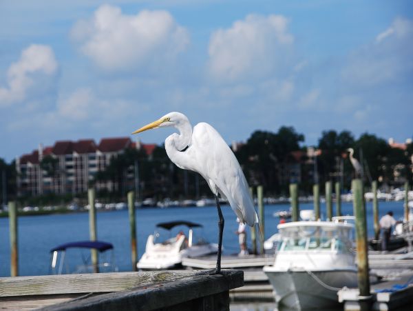 Hilton Head Condo 1009387