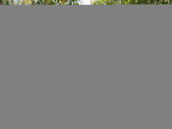 Hilton Head Condo 1009391