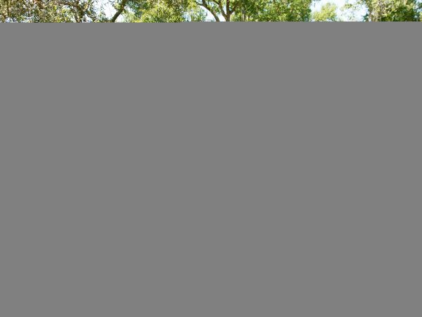 Hilton Head Condo 1009398