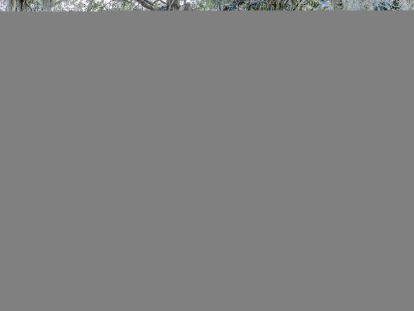 Hilton Head Condo 1009403