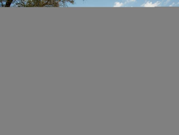 Hilton Head Condo 1009413