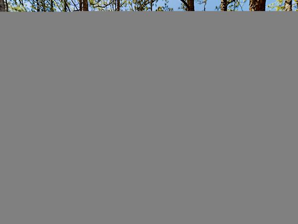 Hilton Head Condo 1009421
