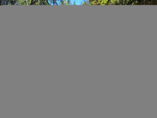 Hilton Head Condo 1009422