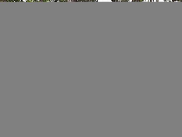Hilton Head Condo 1009438