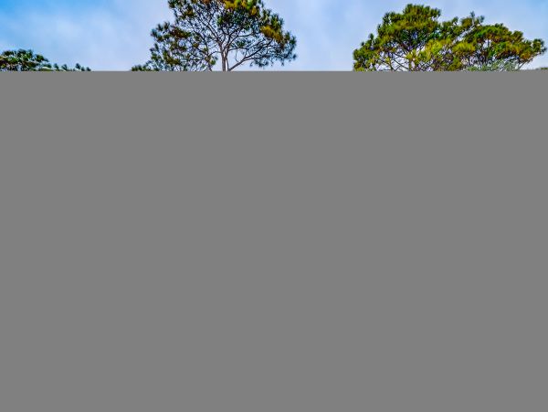 Hilton Head Condo 1009454