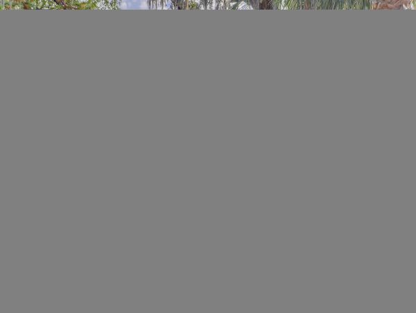 Hilton Head Condo 1009460